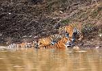 tigress with Cubs